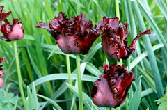 Tulipa Black Parrot Black Tulip