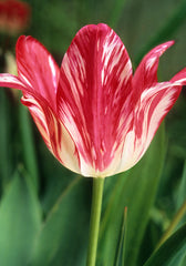 Tulipa Zomerschoon Tulip Mania Old House Gardens