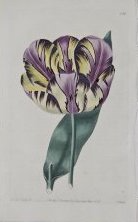 English Florists' Tulip Alexandrina
