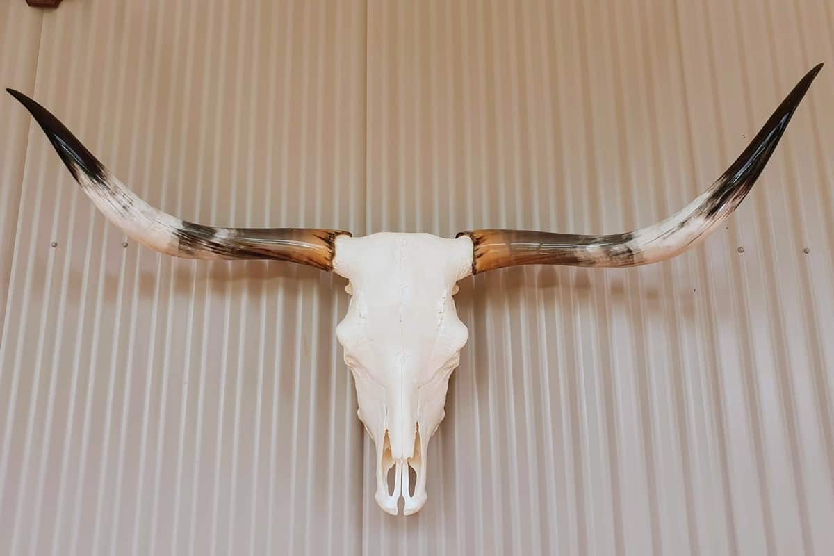 Texas Longhorn Skull and Horns - Bethel Saddlery