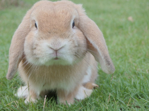 A bunny rabbit representing cruelty-free brush