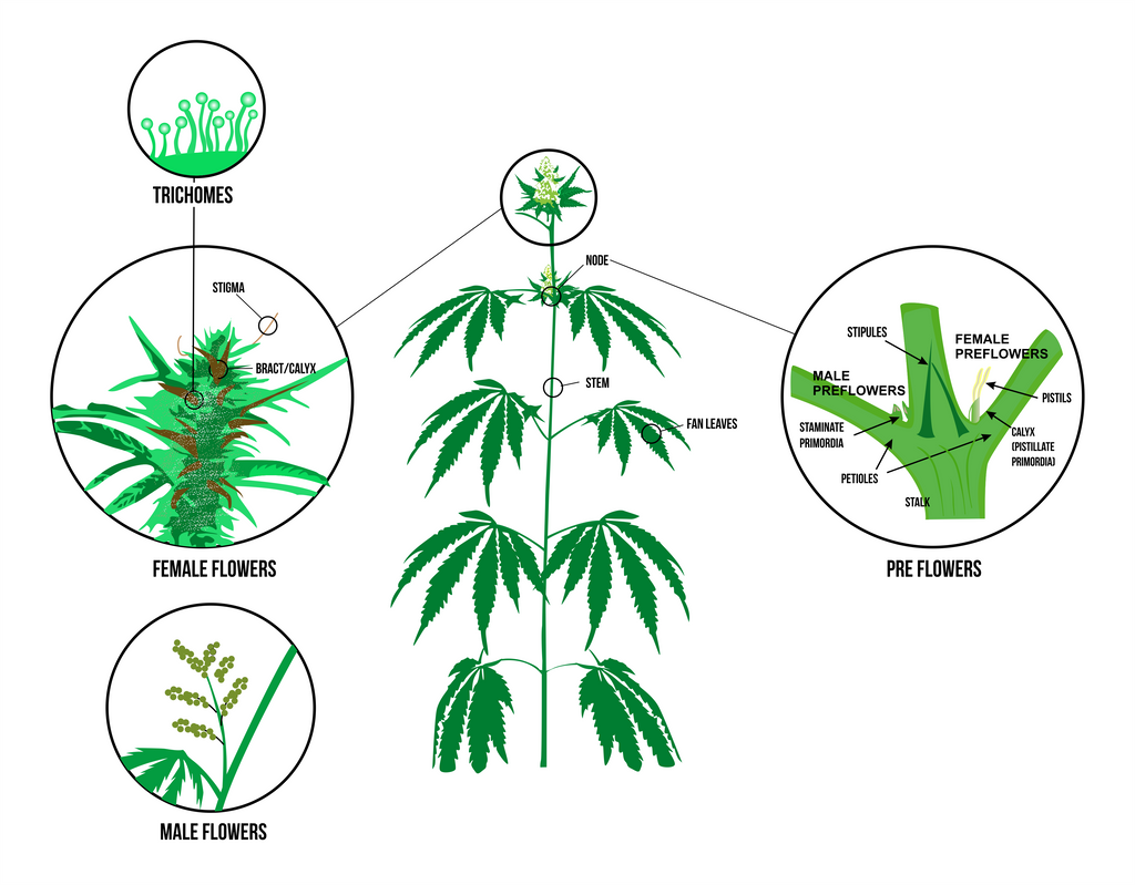 What Is The Difference Between Male And Female Cannabis Plants Bud