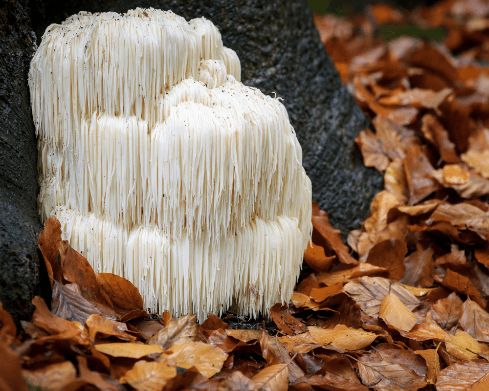 Organic Lion's Mane