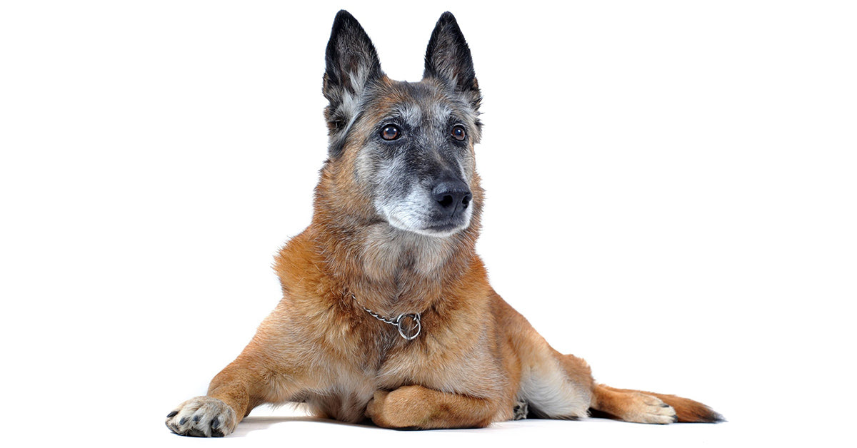 how to help your old dog with arthritis