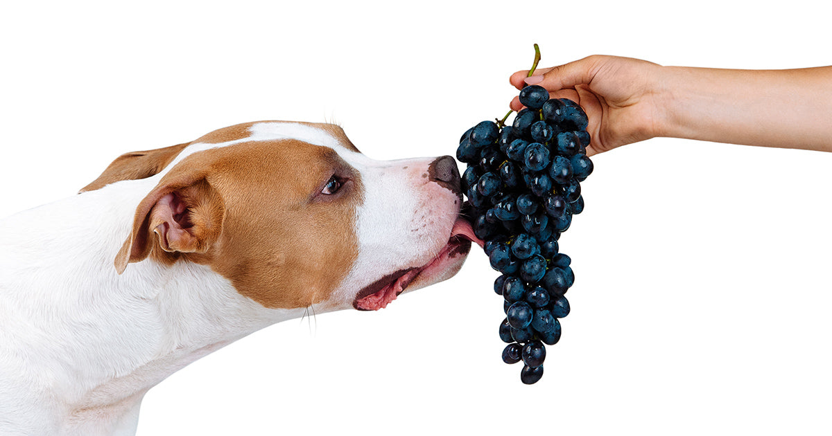 Dogs Eating Grapes