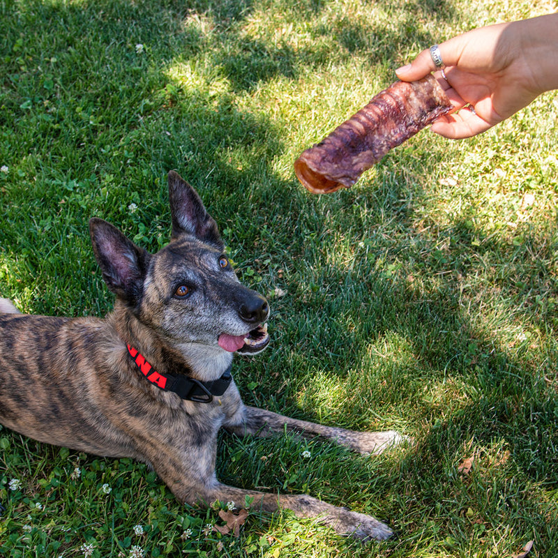 Beef Trachea for Dogs (4-6 Inch) | Sourced & Made in USA - Campfire Treats