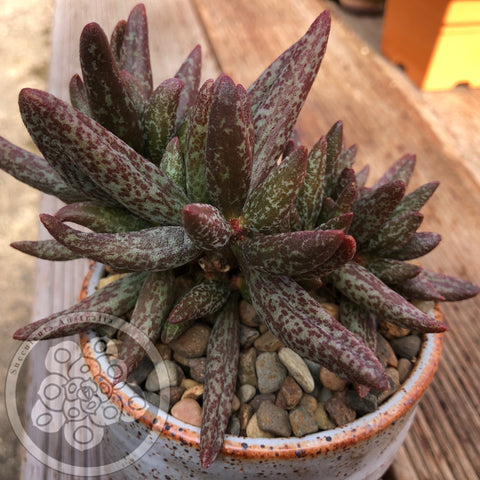 Adromischus marianiae (Spotted Form)
