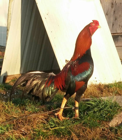 Asil Gamefowl