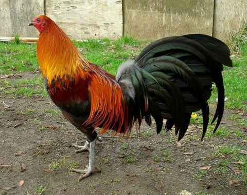 Brown Red Gamefowl