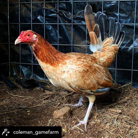 Hawaii Gamefowl