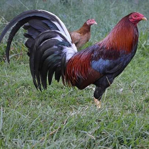 Albany Gamefowl