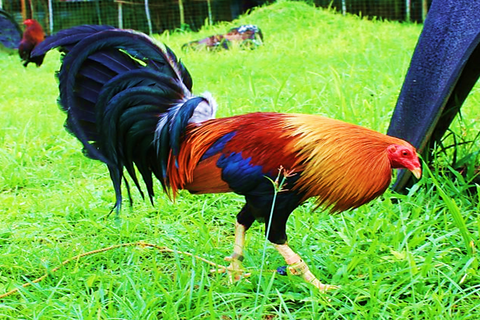 Hawaii Gamefowl