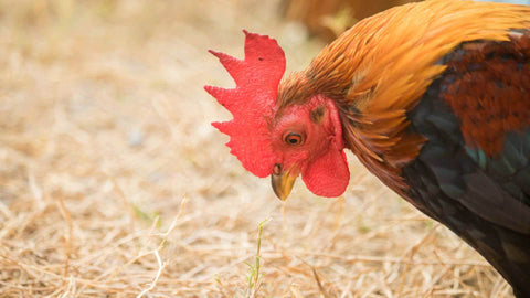 Coccidiosis Symptoms in Gamefowls