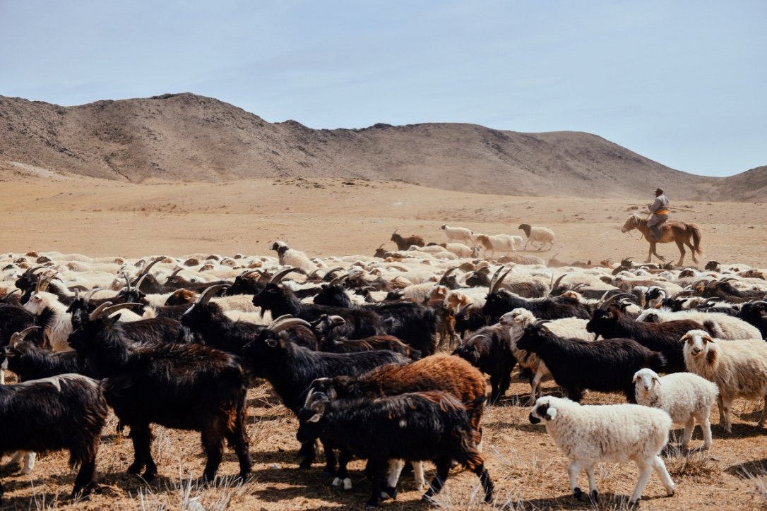 mongolian tundra