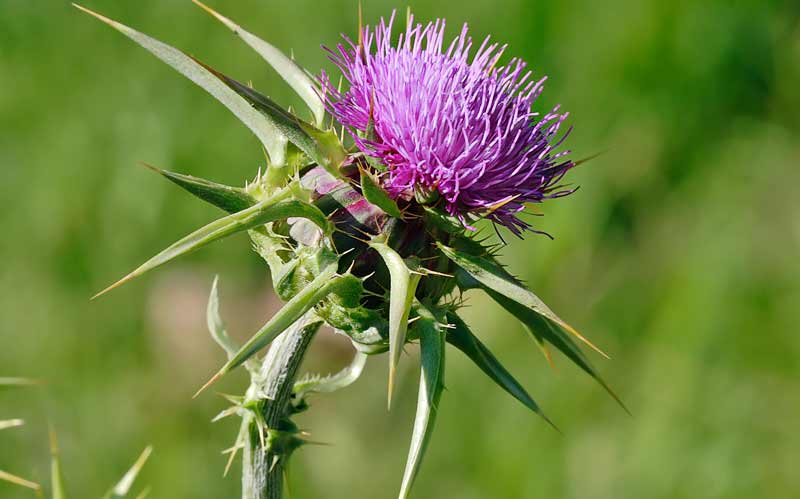 Thistle