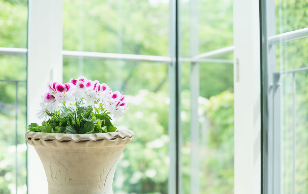 Plant near kitchen window
