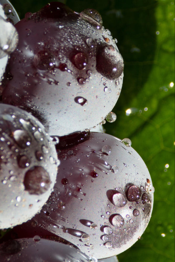 Is wine gluten-free? Purple grapes with condensation on them