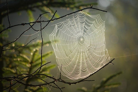 L'araignée et la naissance de l'attrape-rêves