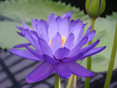 lotus bleu dans l'égypte ancienne