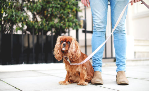<img src="pink leather dog collar and leadjpg" alt="King charles spaniel wearing Bone & Home luxury leather dog collar and lead in Chelsea London"/>