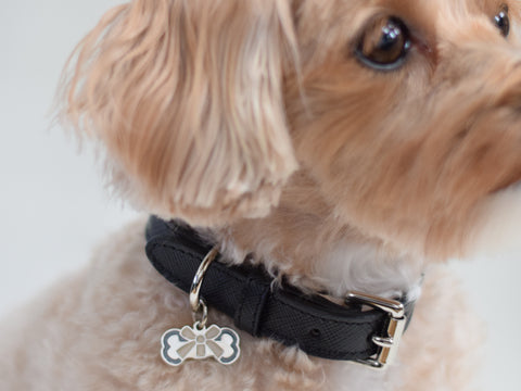 <img src="leather dog collar.jpg" alt="Small dog wearing a black leather collar made in england" />