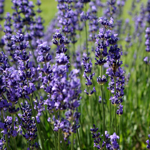 Lavender essential oil Melbourne