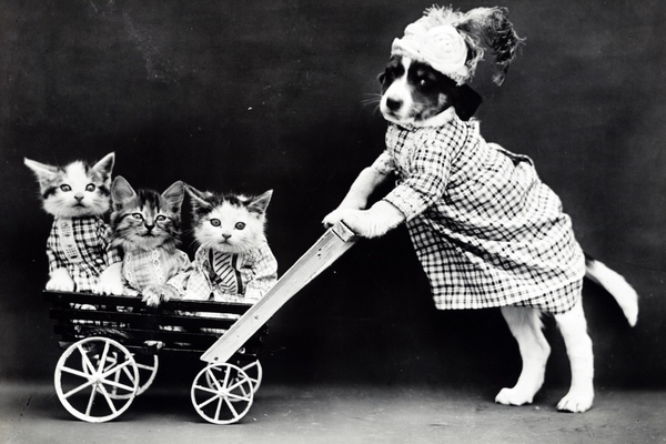 History of Pet Fashion