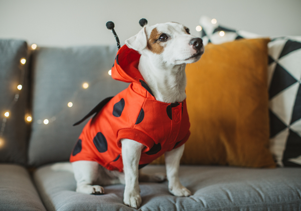 Halloween Dog Costume
