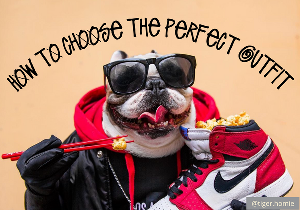 How to choose the perfect outfit for your dog