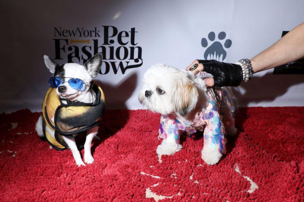 New York Pet Fashion Show