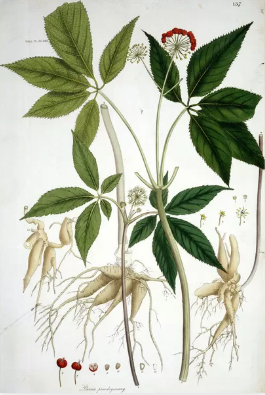 Himalayan Ginseng