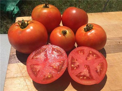 tomato late blight resistance