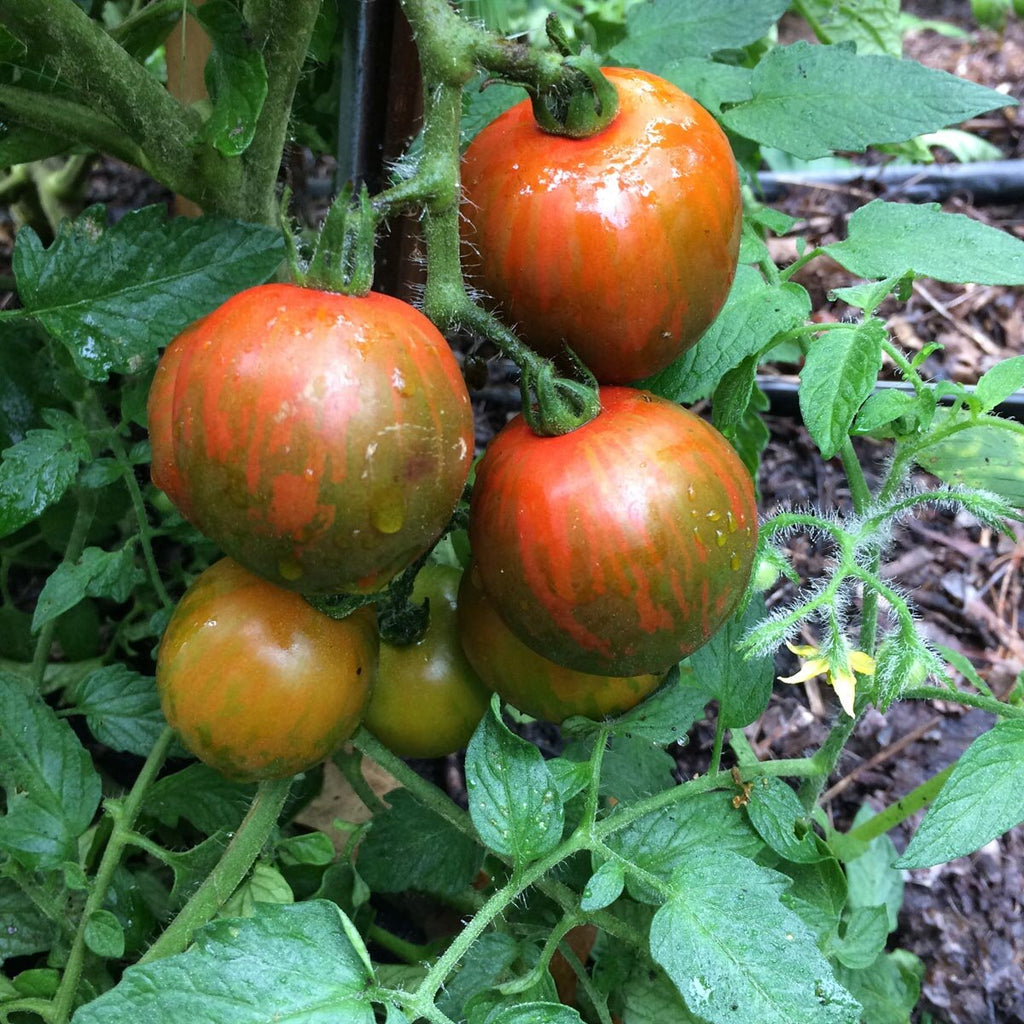 tomato black vernissage