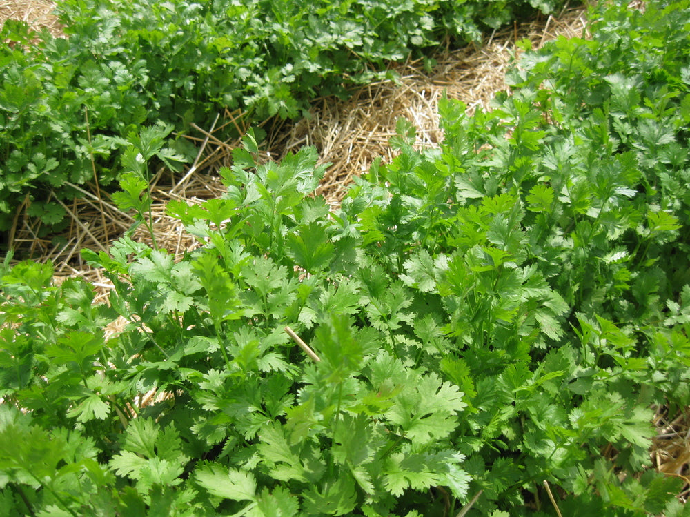 'Santo' Cilantro