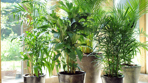 Arroser vos plantes d'intérieur