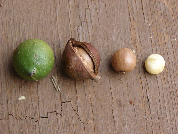 Орехи макадамия после сбора урожая