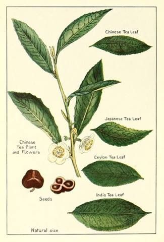 Tea plant