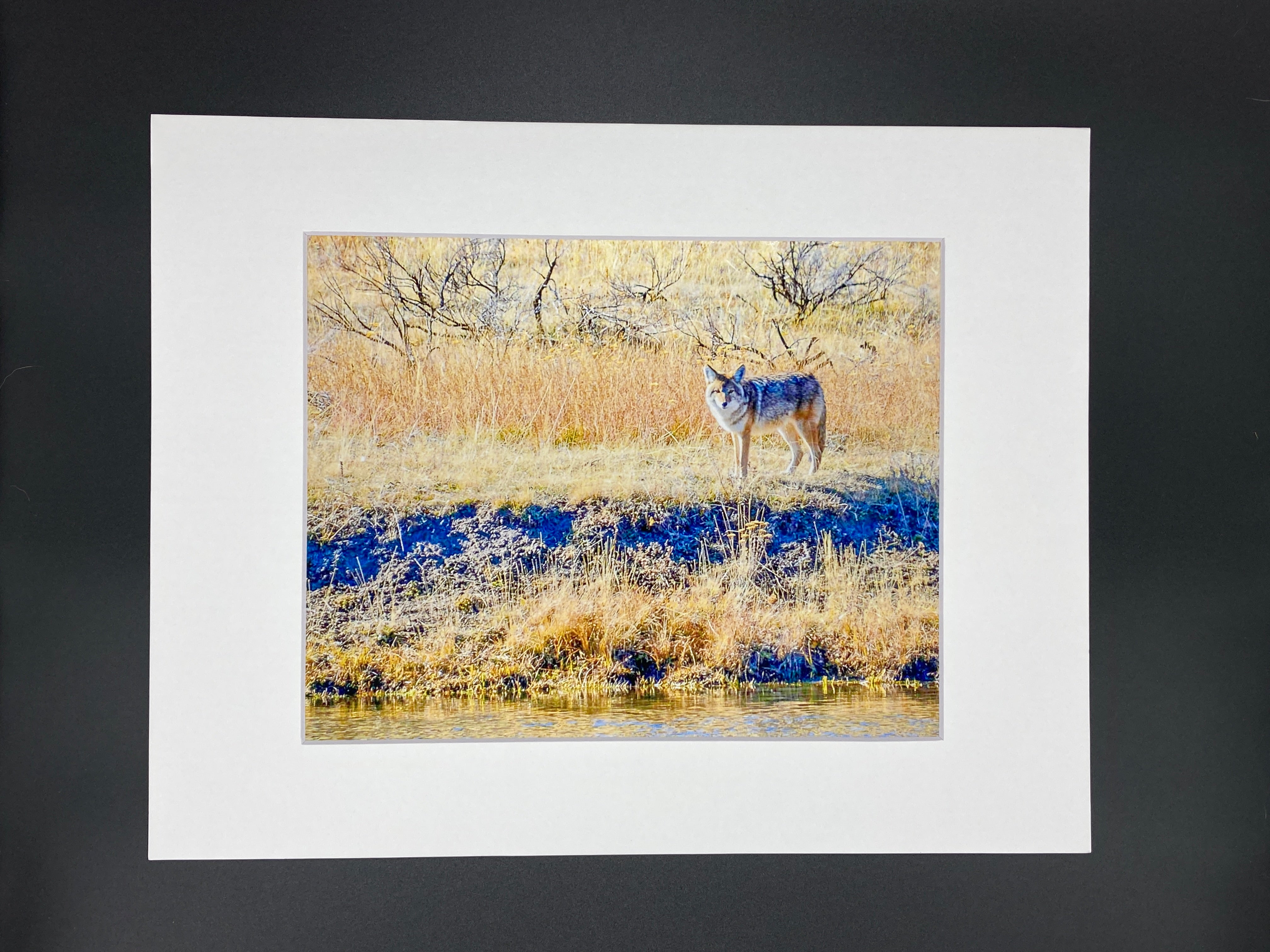 Coyote in Yellowstone photo print- 11x14