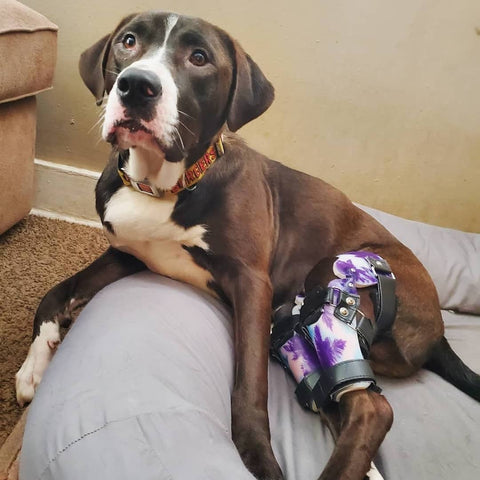 Brown and white dog laying on bed in a pair of custom knee braces with purple palm tree pattern