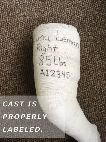 label cast - dog knee brace cast