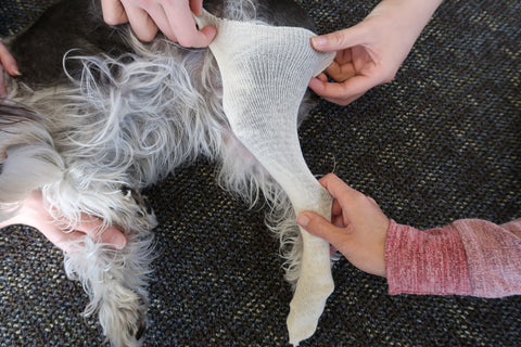 Dog's knee brace stockinette placement