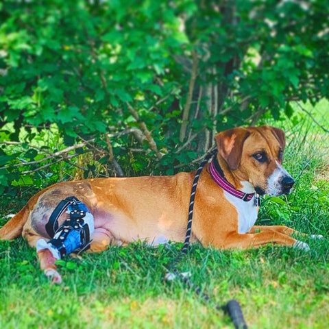 Brown and white dog laying on the grass beneath a tree while wearing a blue custom knee brace