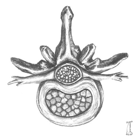 IVDD in Dogs - Normal Intervertebral Disc