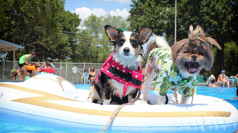 dog pool party, summer dog, dog pool float