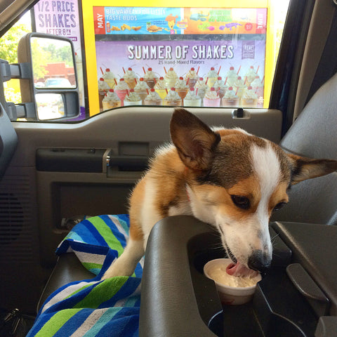 pup cup, free dog treat, dog ice cream