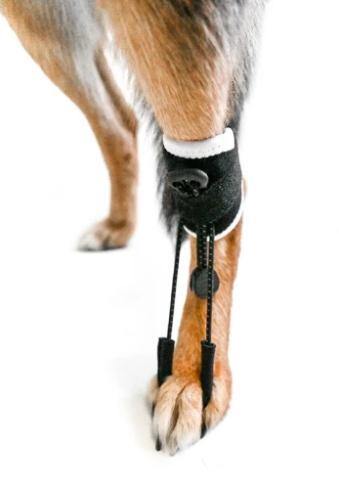 EMbrace Dog Toe-Up Support | Knuckling - Animal Ortho Care