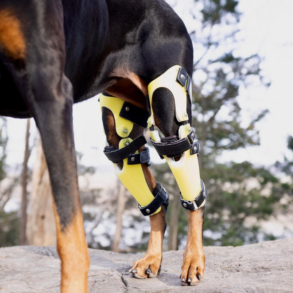 Bilateral Custom Dog Knee Braces | CCL/ACL Stifle Rear Leg Dog Braces ...