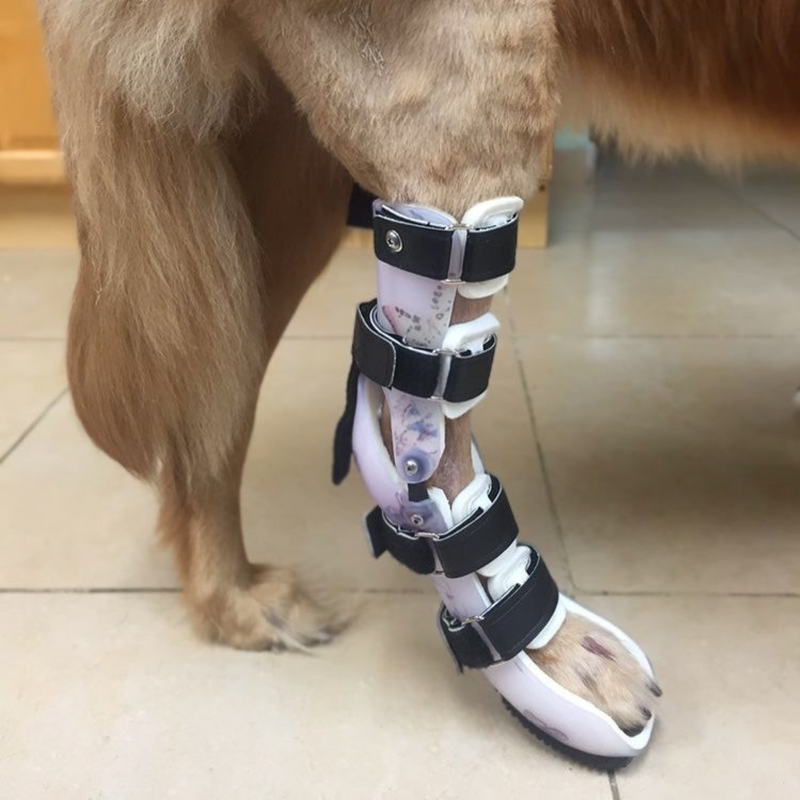 Custom Hock (Ankle) Brace Dog Tarsal Rear Leg Brace Animal Ortho Care