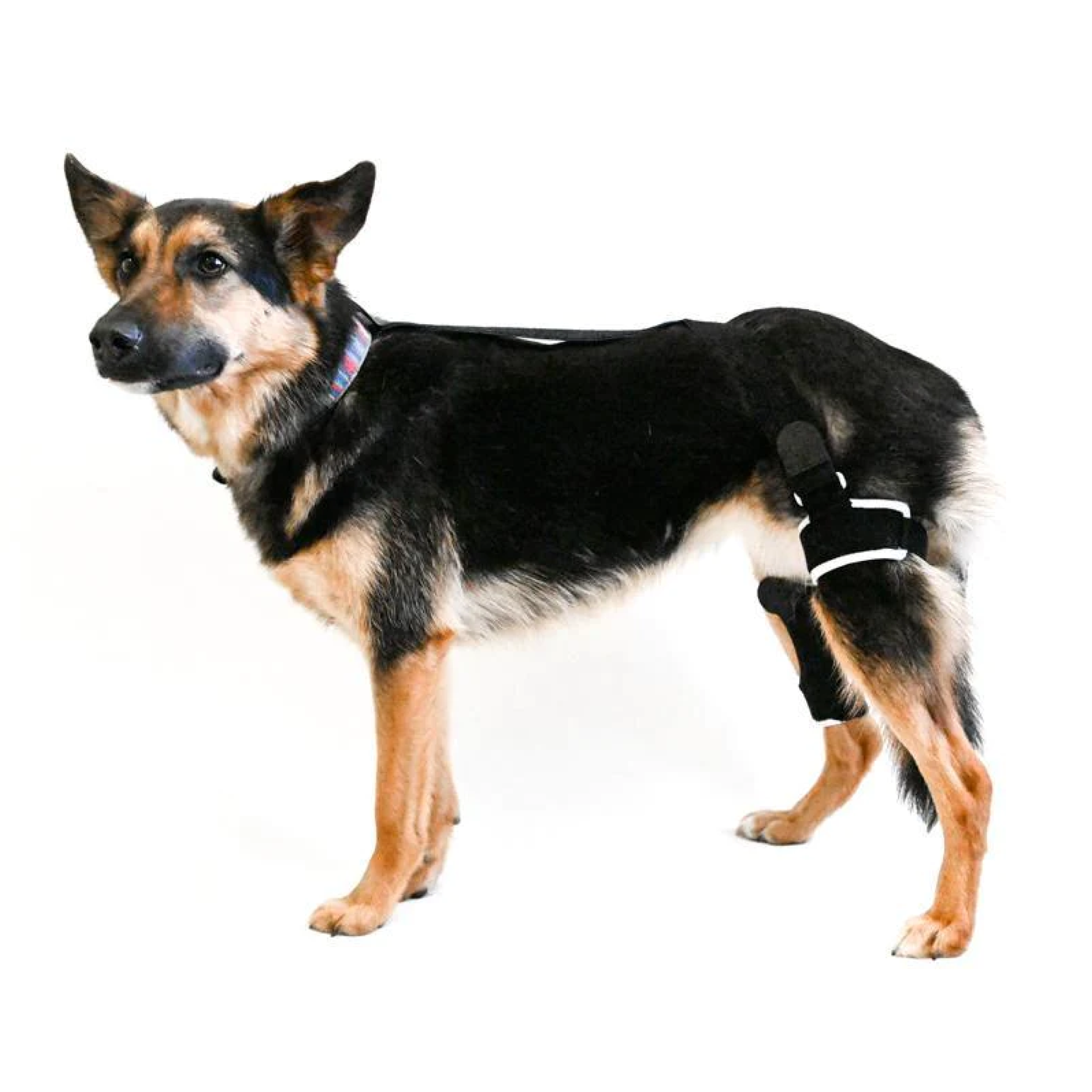 how to help a dog with a hurt knee