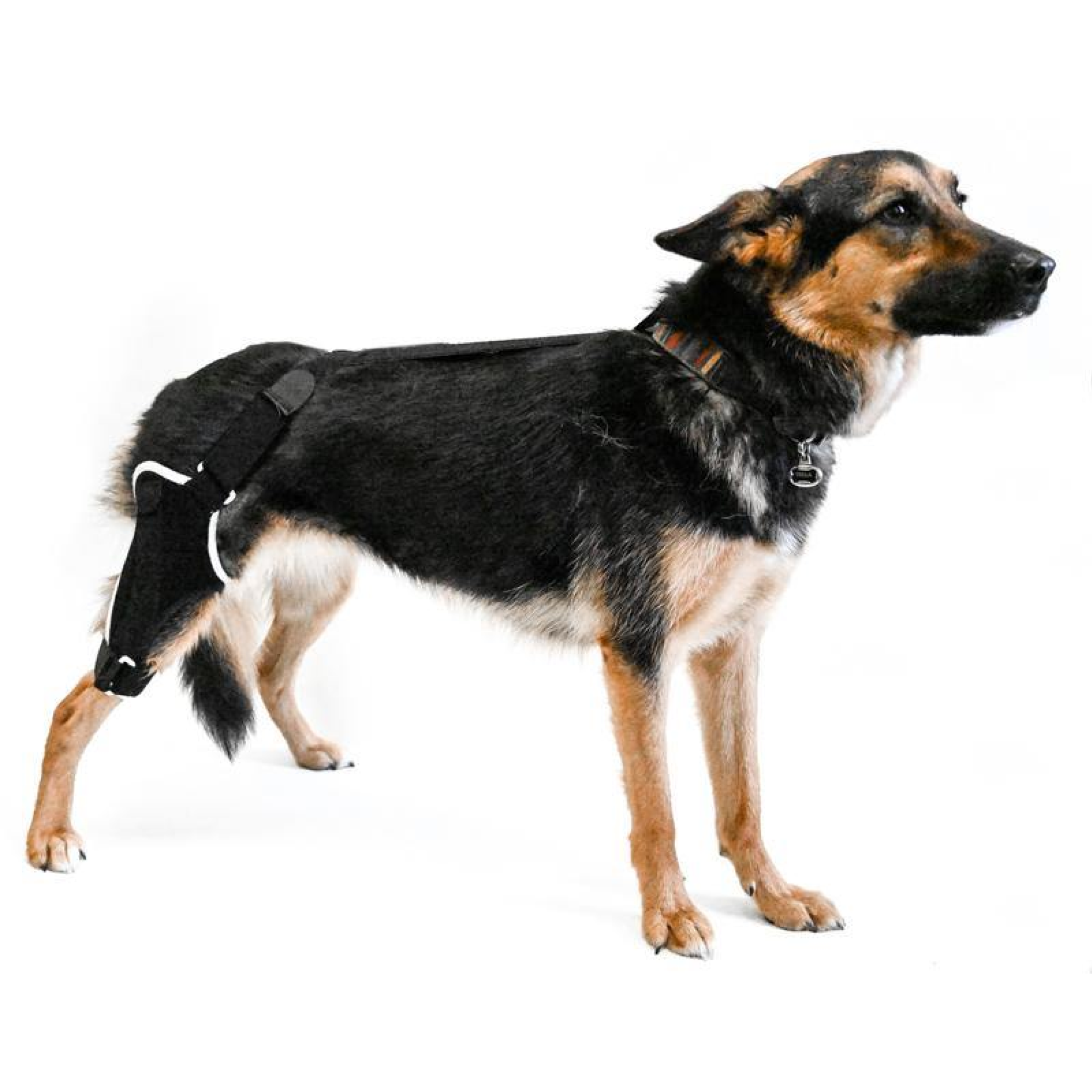 how to help a dog with a hurt knee